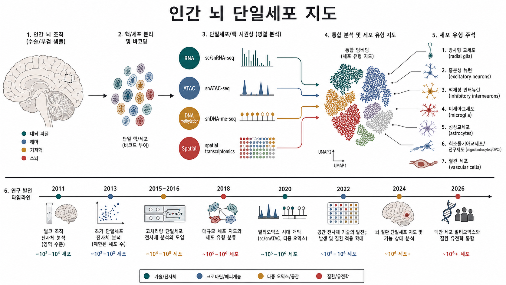 인간 뇌 단일세포 지도 그래픽 요약